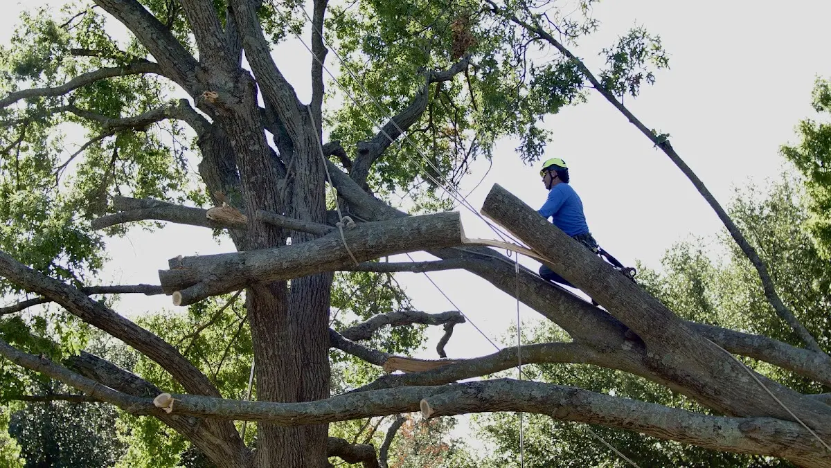 Professional Hazardous Tree Removal performed by certified arborists in Burwell