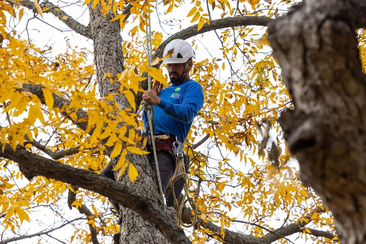 Skilled Tree Pruning crew working in Burwell