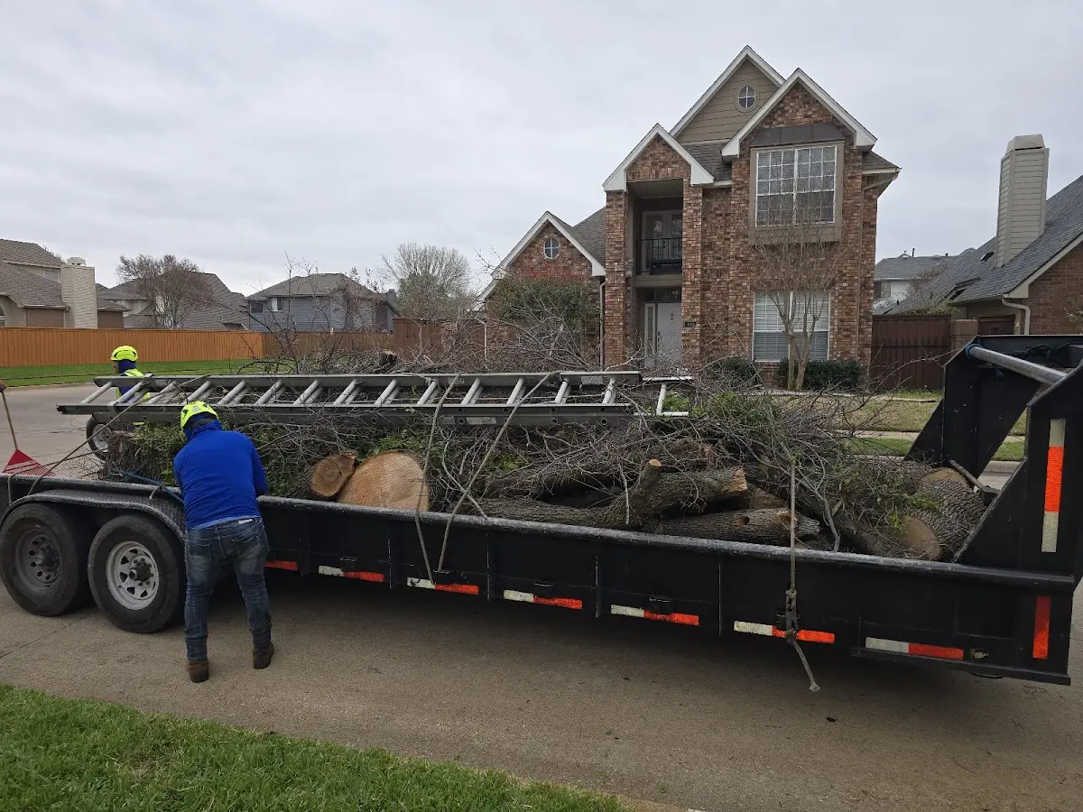 Expert Tree Pest Control with proper safety equipment in Burwell